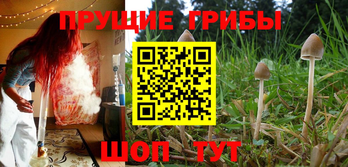 Галлюциногенные грибы GOLDEN TEACHER Славянск-на-Кубани